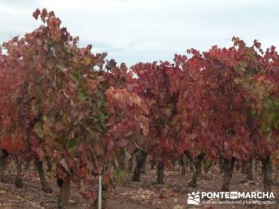 Enología en Rioja - Senderismo Camino de Santiago; sendero mallorca